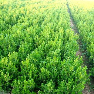 Small-Leaf Boxwood Seedlings, Melon Seeds, Boxwood Saplings, Large-Leaf Holly Seedlings, Greening Seedlings, Courtyard Hedges, Fence Saplings