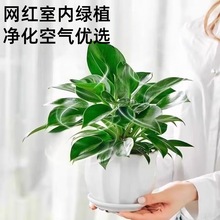 �K������ԾG�}����ֲ���҃Ȼ�ˮ���k���ҾGֲ������B�lؔ������