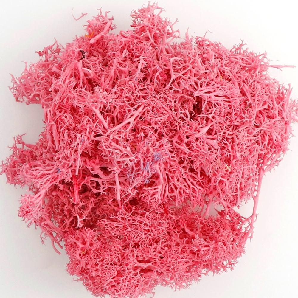 Musgo eterno colorido musgo micro paisaje DIY decorativo planta verde multicolor opcional asta decorativa musgo