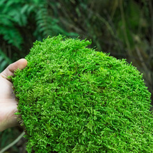 鲜活苔藓微景观盆景铺面庭院装饰青苔植物雨林水陆缸造景材料