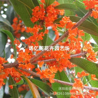 桂花树苗丹桂树苗状元红朱砂红血桂沉香桂四季桂花苗红桂花丹桂苗