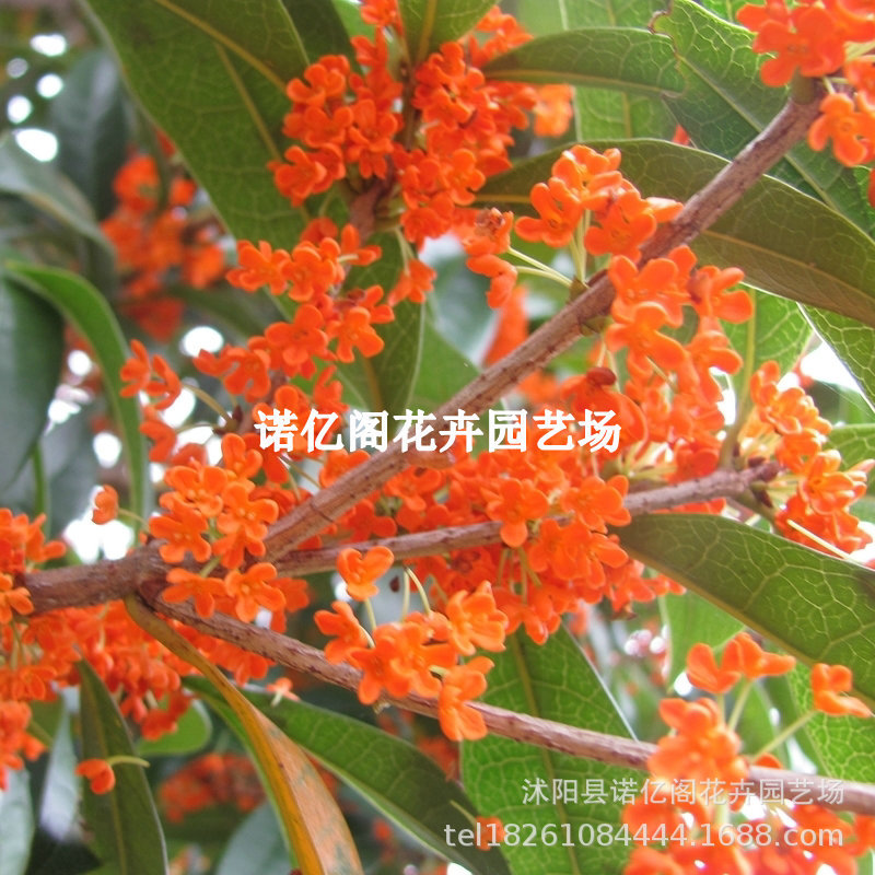 桂花树苗丹桂树苗状元红朱砂红血桂沉香桂四季桂花苗红桂花丹桂苗