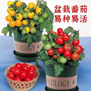 ԼtSѷN҃ļ̨ԷNֲ}ŮˮСѷN