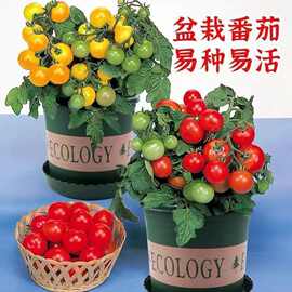 矮生盆栽红黄番茄种子室内四季阳台盆栽种植圣女果水果小番茄种子