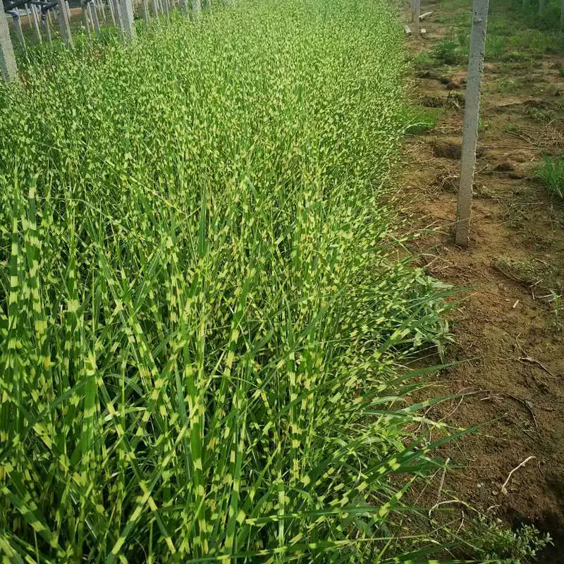 Пестрая тростниковая зелень водоемов Пестрые тростниковые водные растения Пестрые тростниковые ландшафтные проекты саженцы Пестрая тростниковая зелень