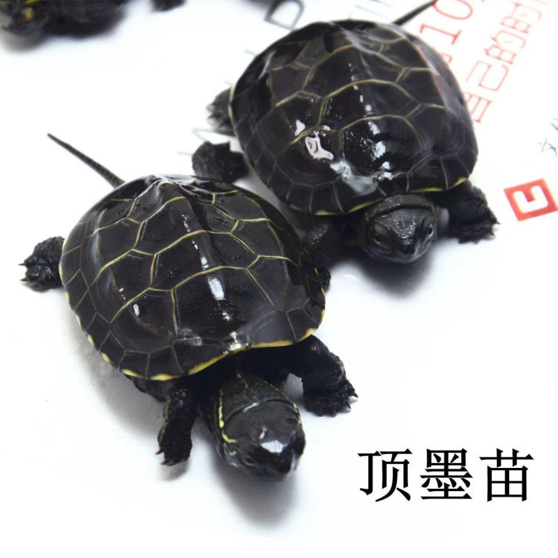 Small Turtles, Pet Turtle Hatchlings, Deep-Water Turtles, Cold-Water Turtles, Fully Black-Tinted Ornamental Turtles, Black-Bellied Chinese Turtles, Black-Tinted Hatchlings, One Female