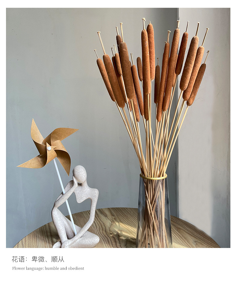蒲棒-水蜡烛_10.jpg