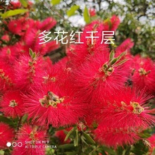 红千层美花红千层树苗 金宝树串钱柳苗硬枝 红千层苗庭院耐寒盆栽