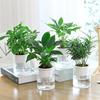 Plastic lazy flower pot, Nordic style, transparent hydroponic green plant, rich tree, green Luo Luo Hansong office indoor potted plants