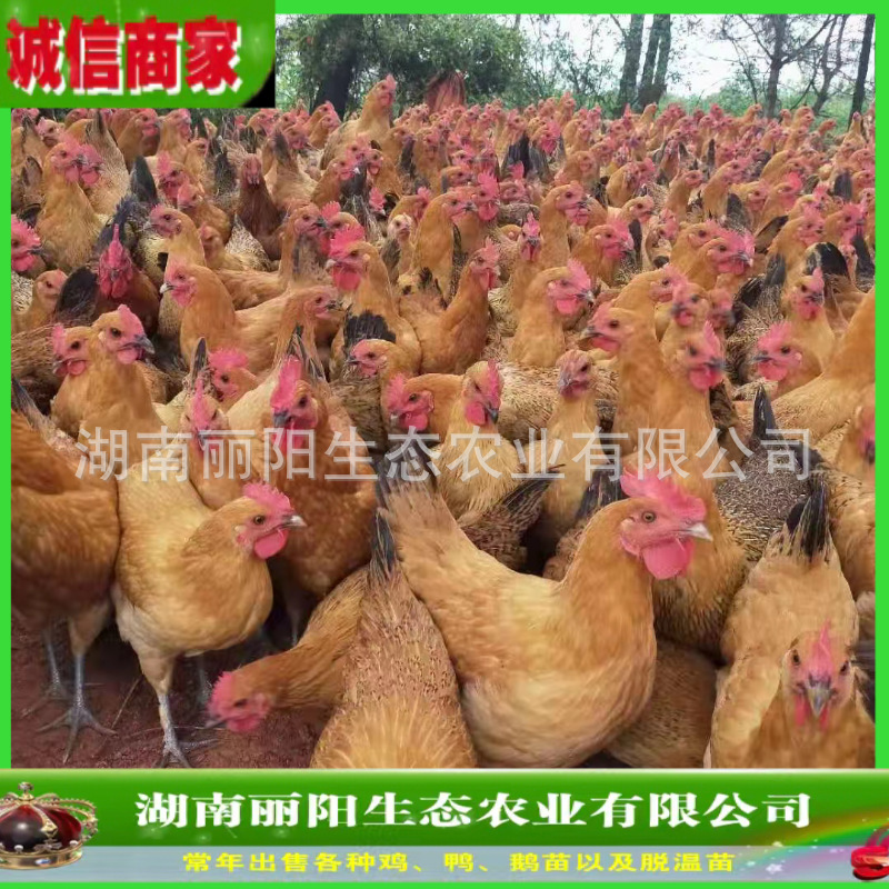 出售青脚土鸡苗黑脚麻鸡活体小苗山地林下放养鸡易活好养抗病力强