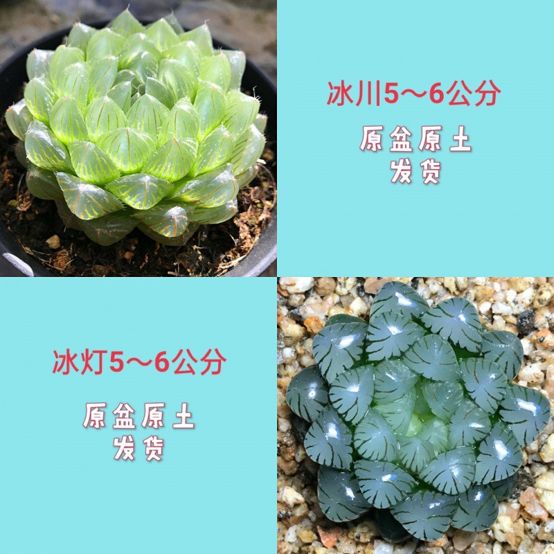 빙하 + 얼음등(올해 핫한 아이템)