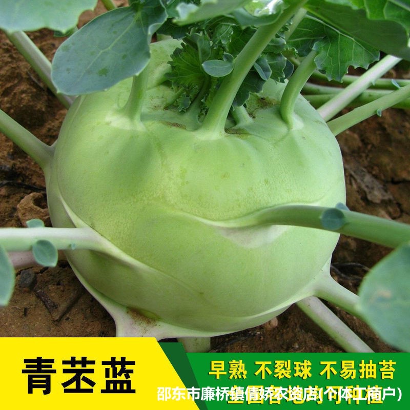 青丕兰种子大全疙瘩大头菜水果紫苤蓝种籽原装种子大全批发代发