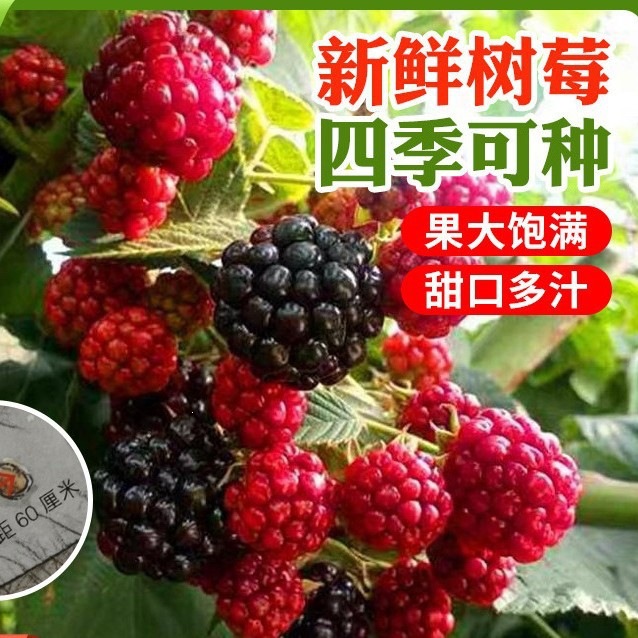 树莓种子南北方四季播种阳台盆栽小院种植简单高产水果果树种