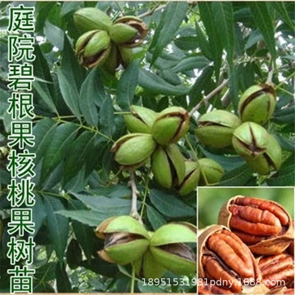 Рассада грецкого ореха в тонкой скорлупе Прививка короны Core No.1 Рассада грецкого ореха 8518 Бумажная кора Большой двор Южная Посадка Рассада фруктовых деревьев