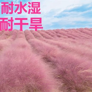 Pink and White Miscanthus Grass, Popular Grass for Park Beautification, Perennial Ornamental Grass, Miscanthus Grass for Autumn Landscape Flowers