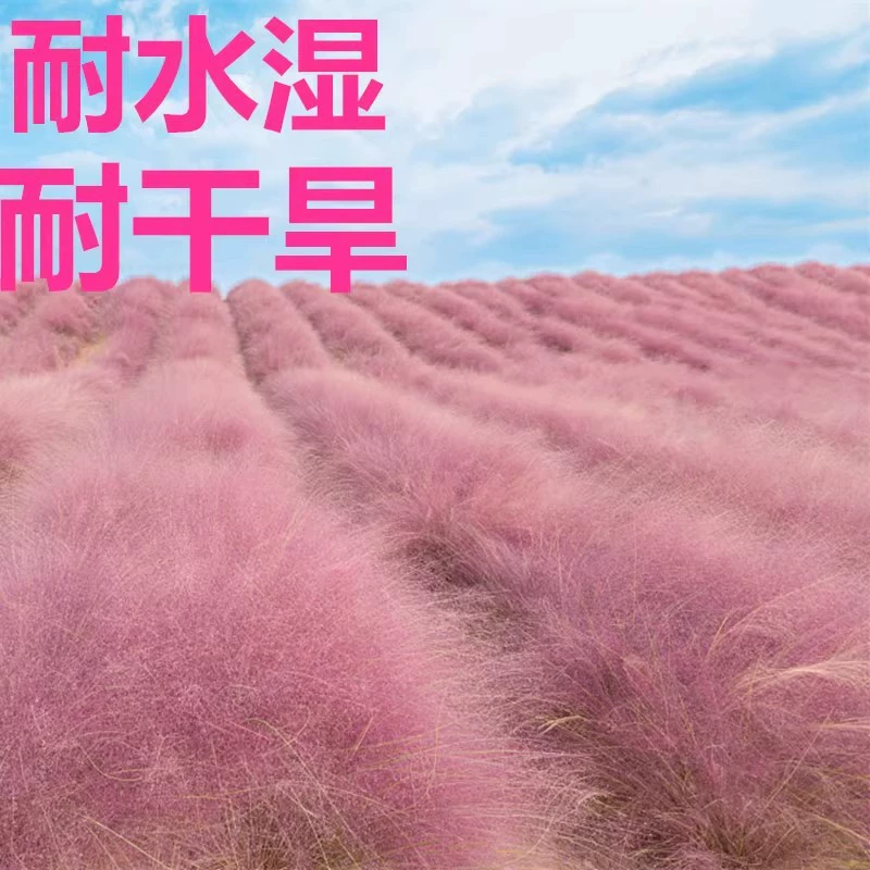 Розово-белая трава миксантуса, популярная трава для украшения парков, многолетняя декоративная трава, миксантус для осеннего ландшафта.