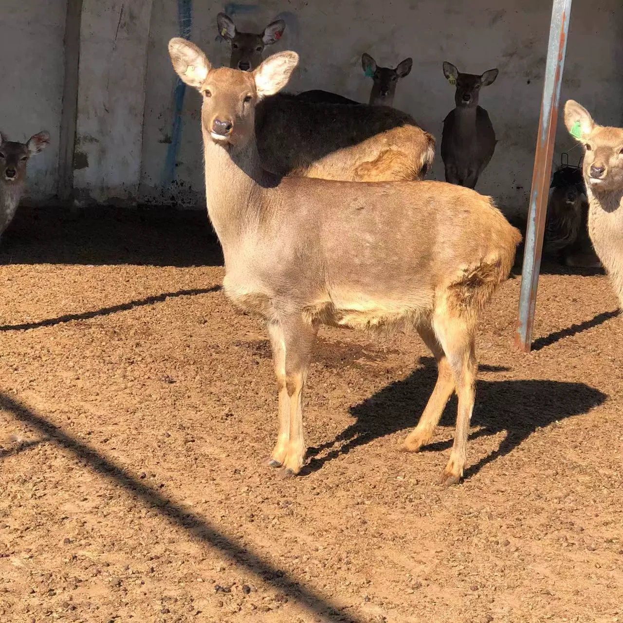 Рыночная цена рассады пятнистых оленей