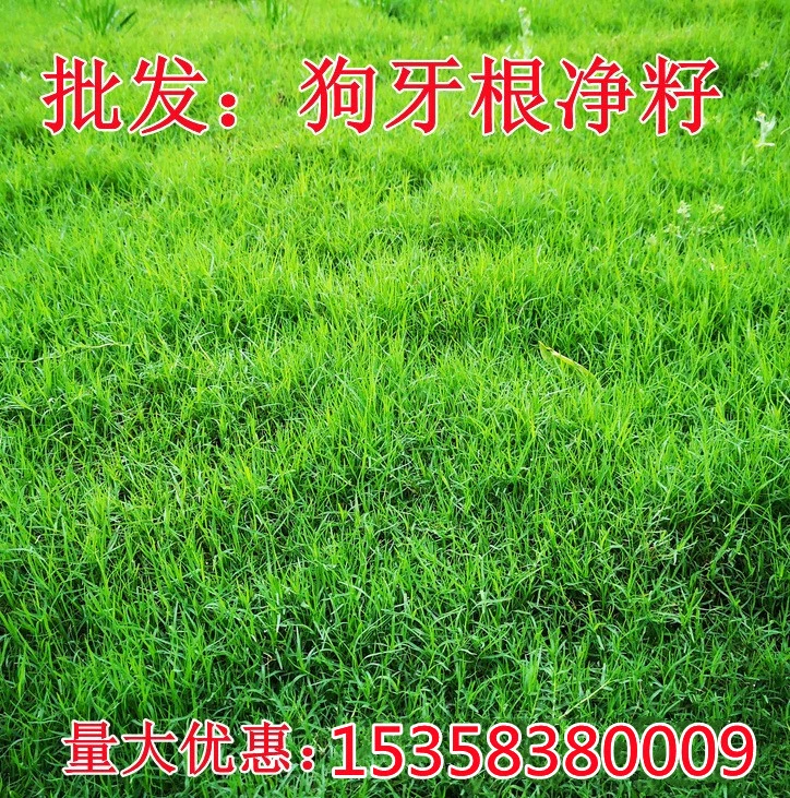 Импортные Bermudagrass Семена газона Теплостойкий и засухостойкий защиты склонов почв-фиксации Семена травы засухостойкий и прыгать-упорный Семена травы