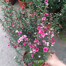 澳洲松紅梅盆栽帶花苞三色梅耐寒常綠花卉冬季好養陽台庭院花期長