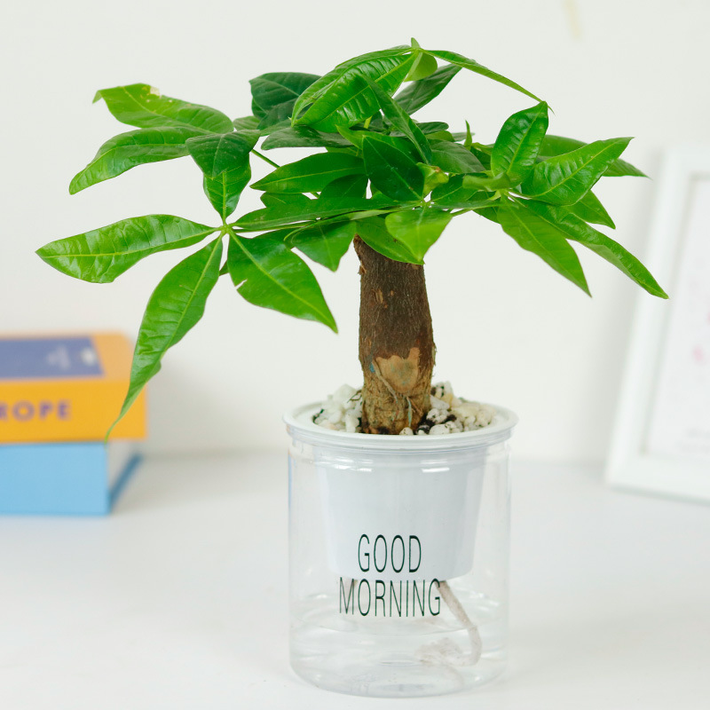 돈나무(물받이)에는 비꽃석이 함께 제공됩니다.