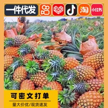 【超甜】现摘海南金钻凤梨新鲜应季水果手撕无眼 大菠萝批发代发