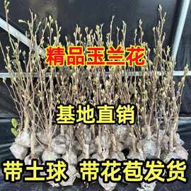 玉兰树苗紫白黄二乔娇红耐寒盆栽绿化风景大树带花苞空气凤梨植物