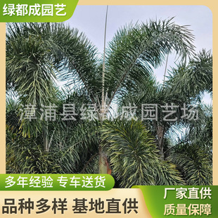 Outdoor Foxtail Coconut Base Home Large Foxtail Coconut Multi-Specification Foxtail Coconut Supply Wholesale