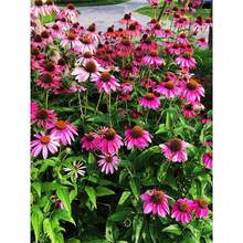 ɹջNļN_׻ɹѶN޸ͥԺ