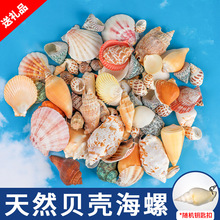 天然貝殼海螺魚缸水族館造景卷貝魚寄居蟹換殼 工藝品手工diy裝飾