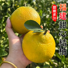 福建甜桔柚甜橘柚 新鲜水果甜心柚黄金贡柚非庆元