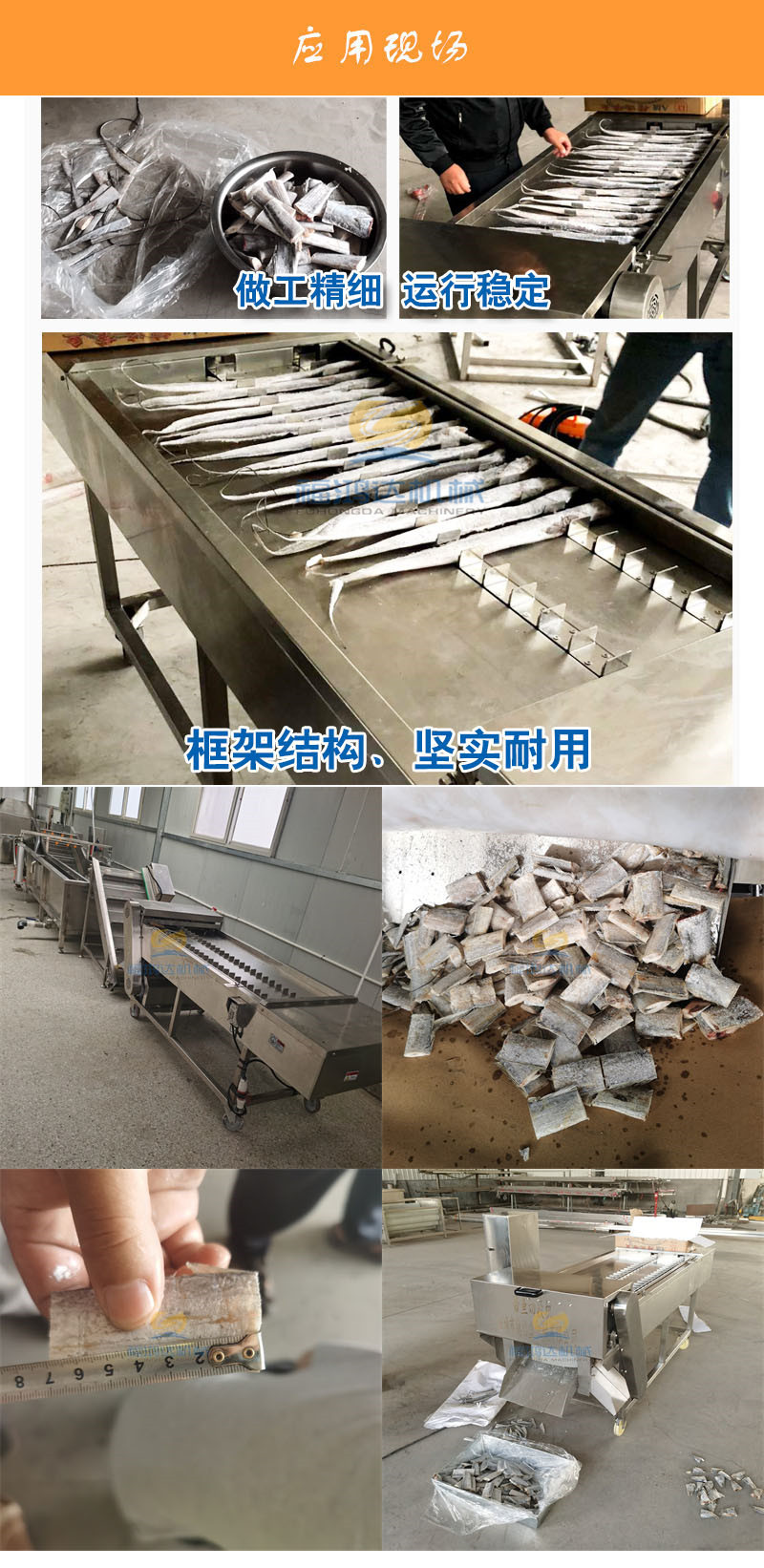 带鱼切段机 应用-2
