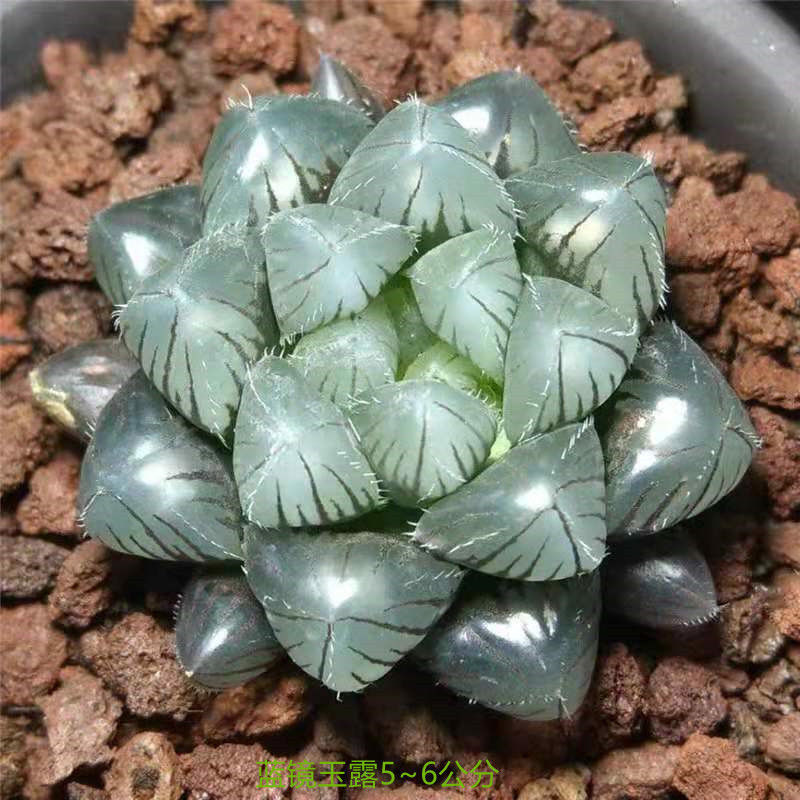 블루 미러 제이드 듀