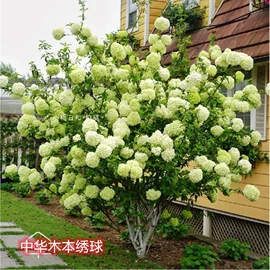 盆栽;园林果树;种子