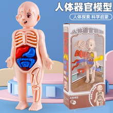 抖音网红儿童玩具男女孩益智人体器官结构模型小学生医学科教玩具