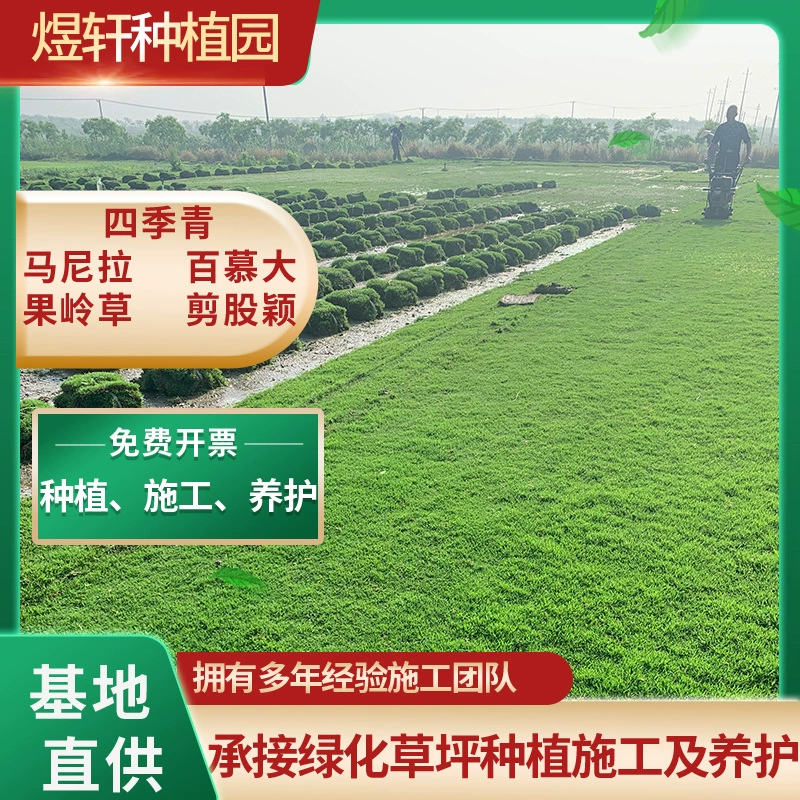 Мелколистный оphiopogon japonicus, садовое озеленение, четырехсезонный гномок Ophiopogon japonicus, теневыносливые рассады, зеленолистный оphiopogon japonicus