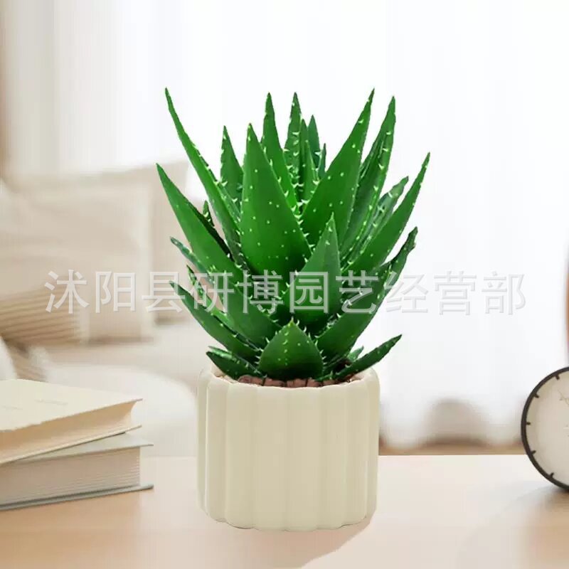 Curacao Aloe Vera sala de macetas belleza irrigación piel verde escritorio de oficina carne ciudad que nunca duerme Aloe Vera flores cactus