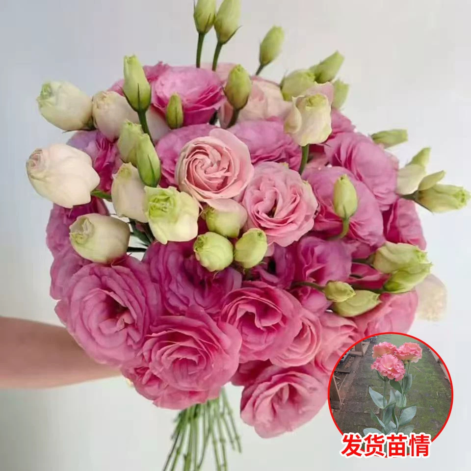 重瓣洋桔梗蜜语【带花苞】