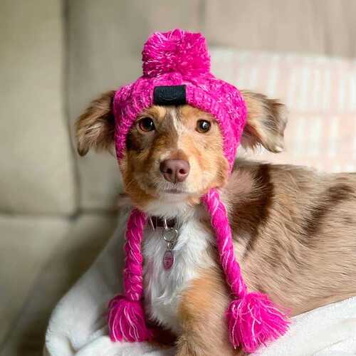 Winter and Autumn Warm Windproof Plush Dog Hat Knitting Ball Dog Head Cover New Hot Sale Pet Hat