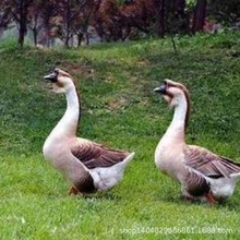 NСZһZÓشNZ߮aR{^Z