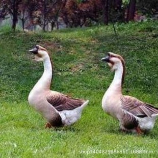 ��NС�Z����һ����ZÓ�����ش�N���Z����߮a�R���{�^�Z����