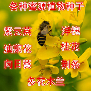 �Ͳ˻��N����̻����Ӣ�໨ľ�m���տ����G�l��Դֲ�ﻨ�N����