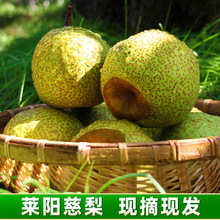 正宗莱阳慈梨当季新鲜水果现摘现发莱阳梨一件代发莱阳慈梨