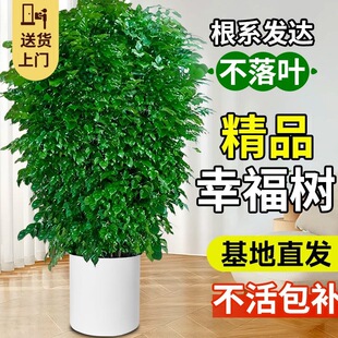 �Ҹ���͏d�������҃ȴ��;Gֲƽ�����Ϙ�����ȩ�G��������