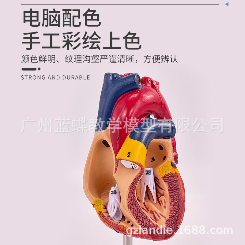 ��Ʒ1:1�����������ģ��B���ʳ�����ģ�Ͳ�жҽѧ��Ȼ�������ѧ