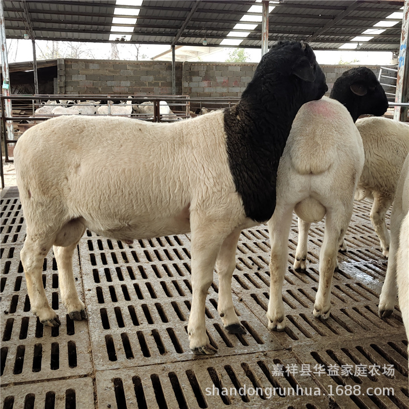 杜波绵羊繁育场 黑头杜泊绵羊羊苗 杜泊绵羊种羊现货出售