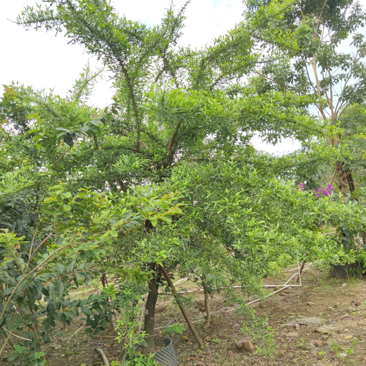 2208 Базовая поставка вилки 10-20 см Полная корона, искусственные саженцы, кресты, ботанический сад, парк научно-популярная наука