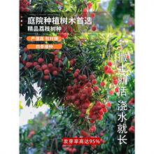 荔枝种子 荔枝核果树种子食用水果种子 阳台盆栽水果种籽蔬菜种子