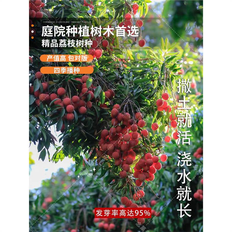 荔枝种子 荔枝核果树种子食用水果种子 阳台盆栽水果种籽蔬菜种子