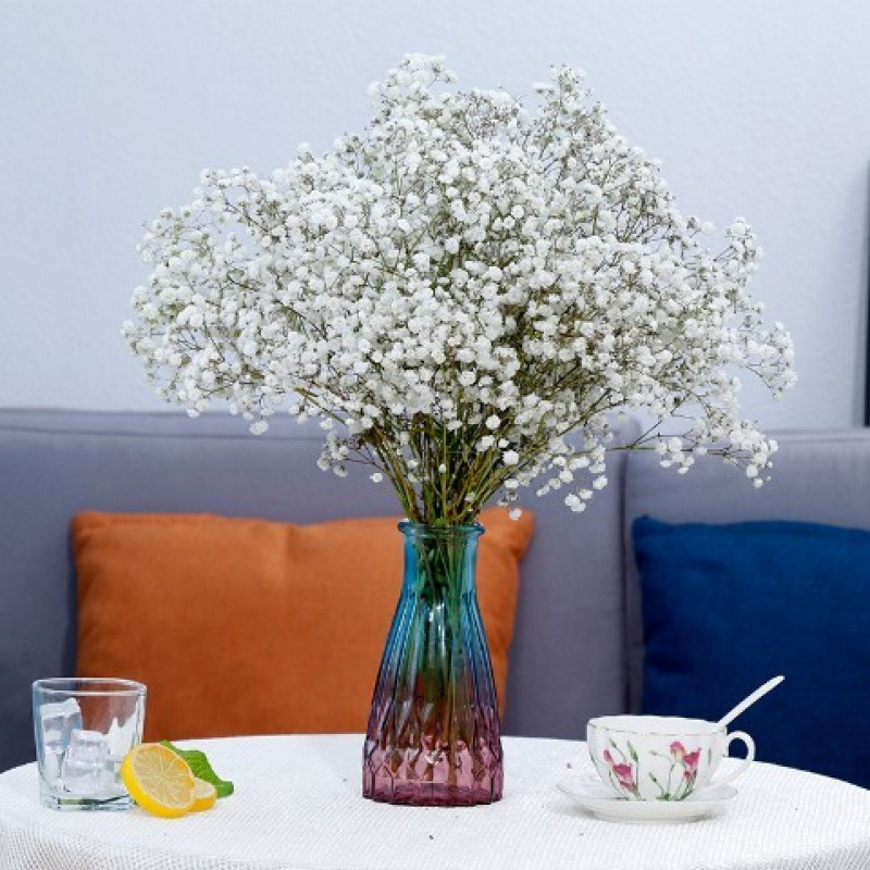 흰색 아기의 숨결 - 꽃병 없음