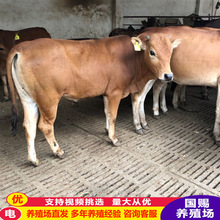 鲁西黄牛牛犊 大量批发鲁西黄牛牛苗肉牛犊养殖场